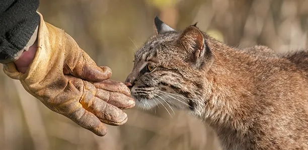 handling animals