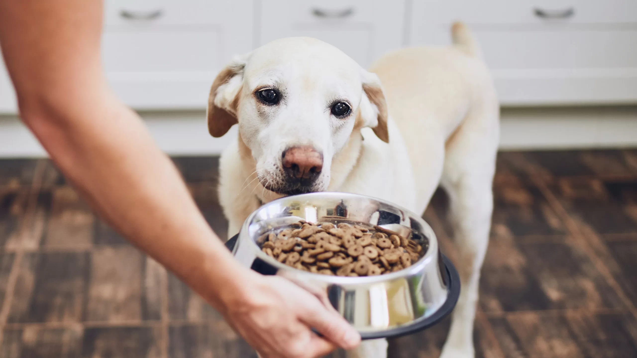 Holistic nutrition 2024 for dogs