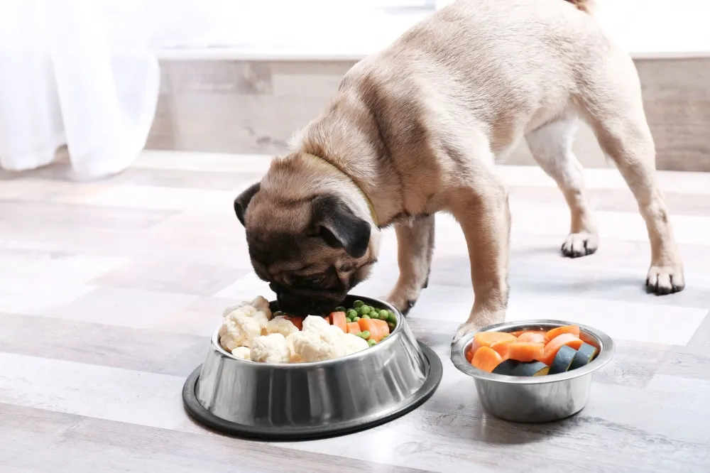 Holistic Dog Nutrition